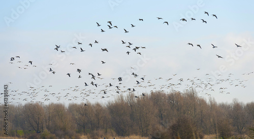 Geese flying over nature in winter