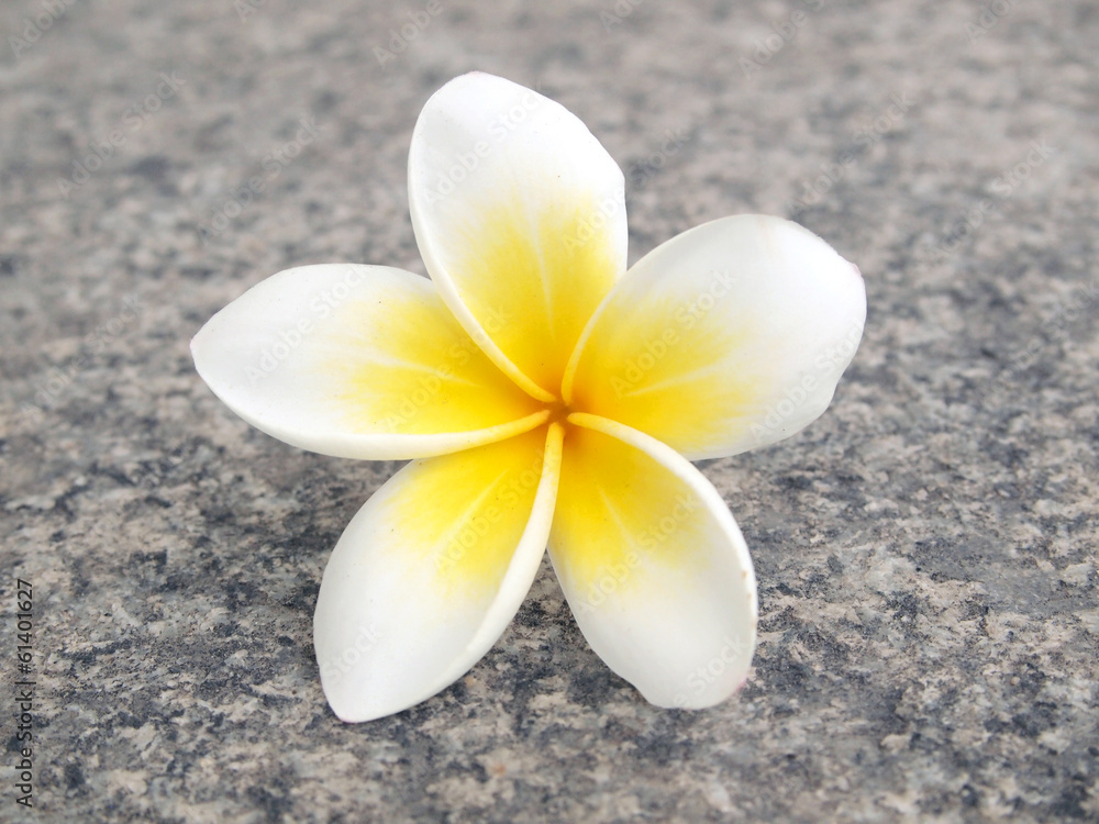 Tropical flower frangipani Tropical flower frangipani