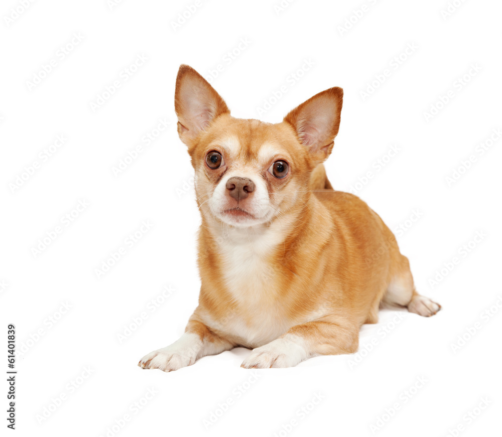 Chihuahua hua dog, isolated on a white background