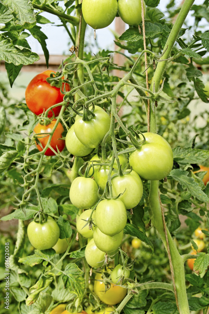 Growing tomatoes.