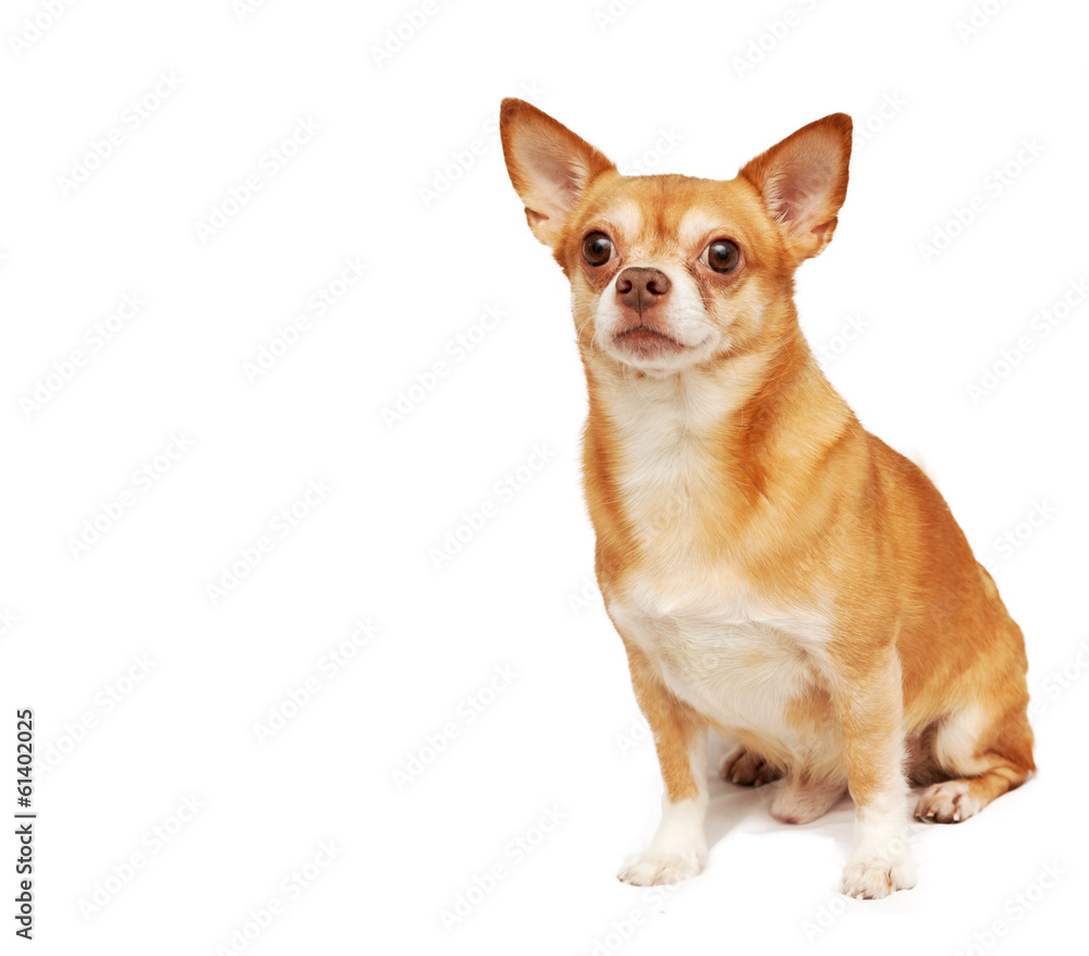 Chihuahua hua dog, isolated on a white background