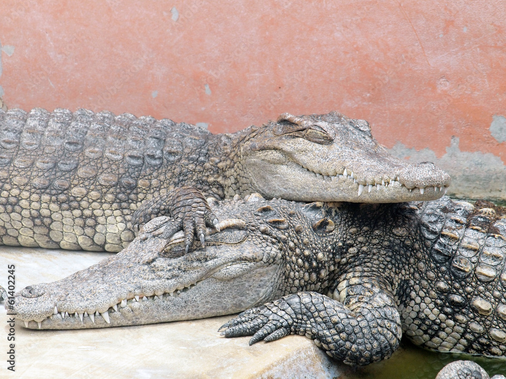 Fototapeta premium Crocodiles close up in Thailand