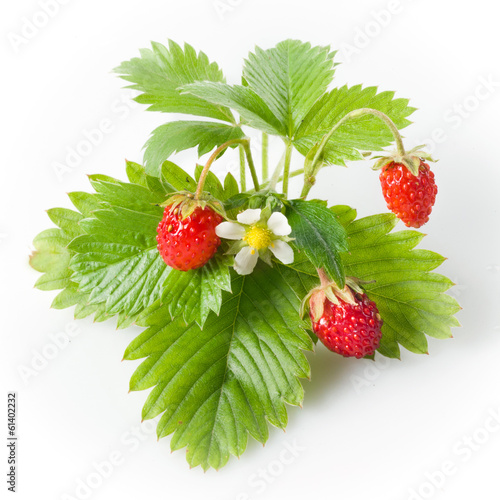 Wild strawberry isolated on white