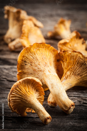 Fresh chanterelle mushrooms on a wooden table