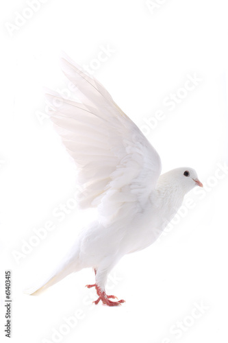 flying dove © fotomaster