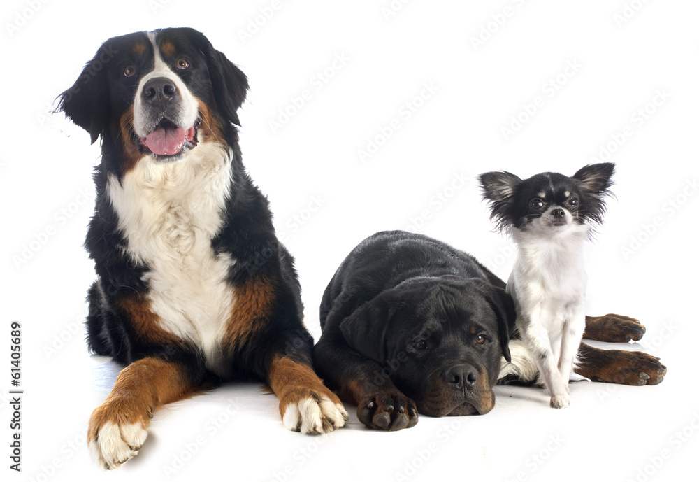three dogs