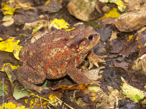 rospo comune (Bufo bufo)