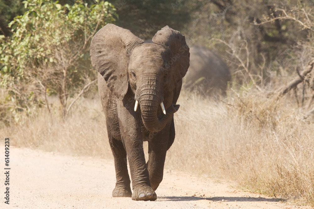 Fototapeta premium Young elephant charge aggressive along a road to chase danger