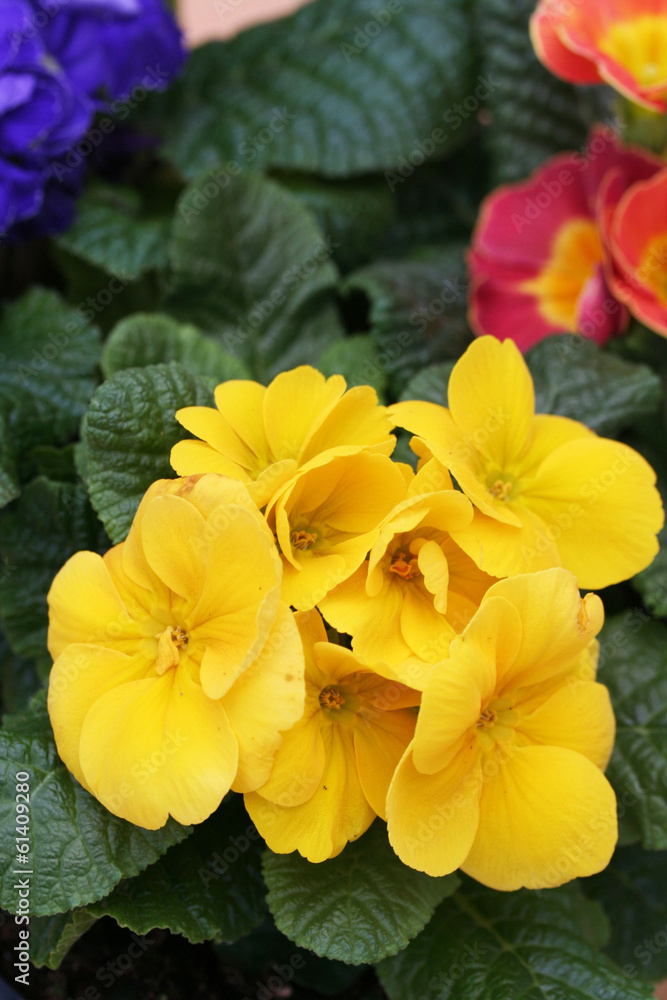Fototapeta premium primule_ fiori
