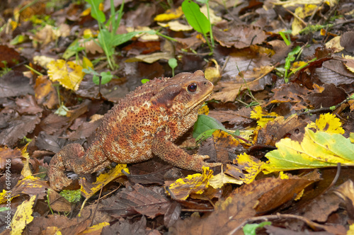 rospo comune (Bufo bufo)