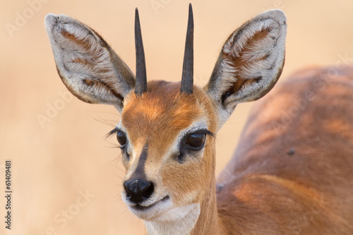 Close-up of steenbok ram head with beautiful harns detail photo