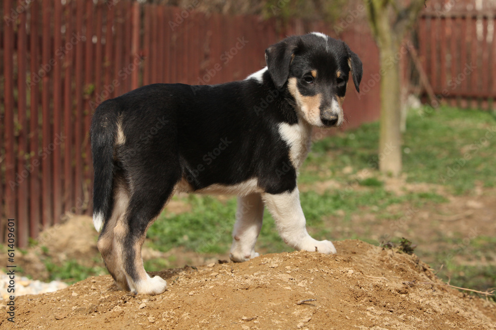 Adorable puppy of Collie Smooth in the garden Adorable puppy of Collie Smooth in the garden
