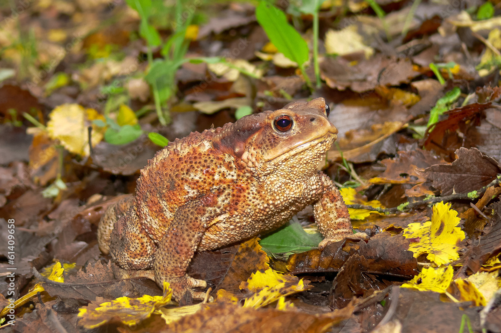 Obraz premium rospo comune (Bufo bufo)