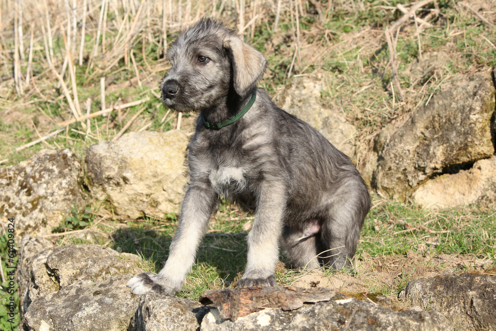 Nice Irish Wolfhound puppy