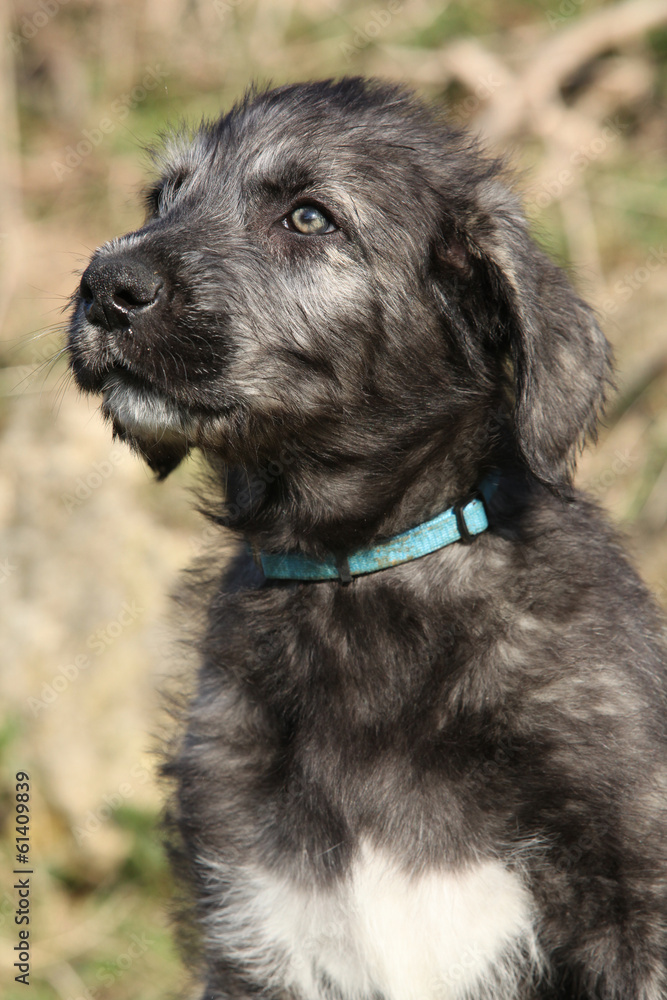 Nice Irish Wolfhound puppy