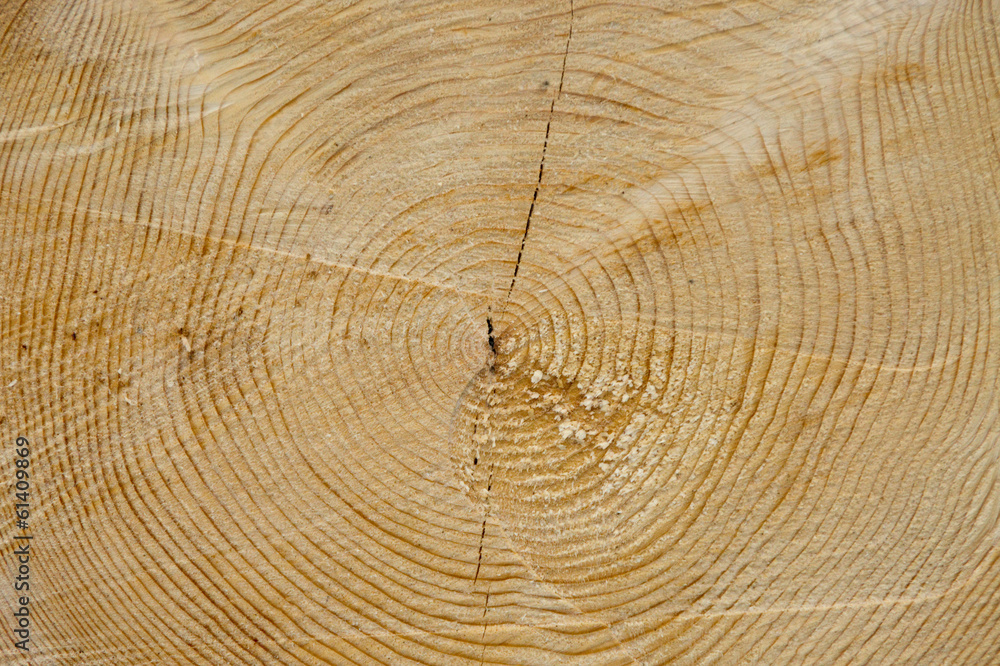 Fototapeta premium Holz, Stamm, Scheibe, Ringe, Alter, gelb, braun