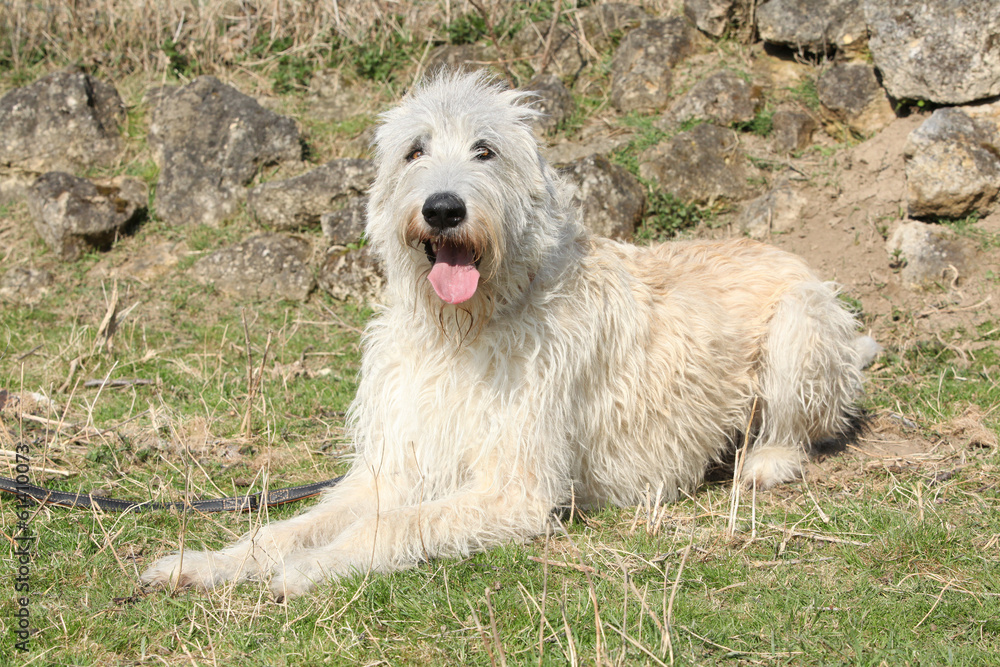 Amazing Irish Wolfhound lying in the stone garden Amazing Irish Wolfhound lying in the stone garden