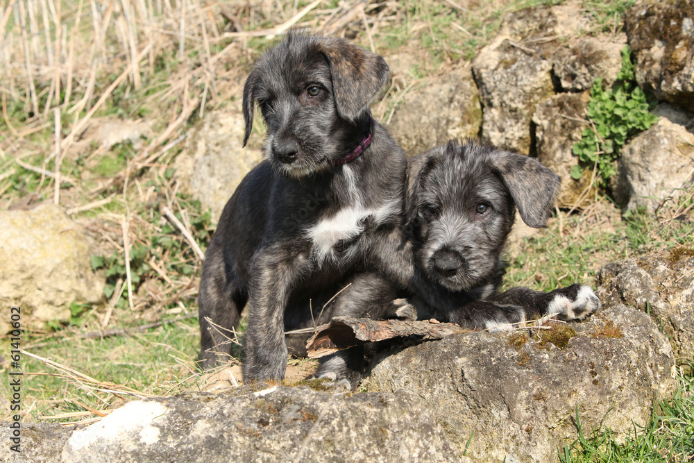 Two puppies of Irish Wolfhound in the garden
