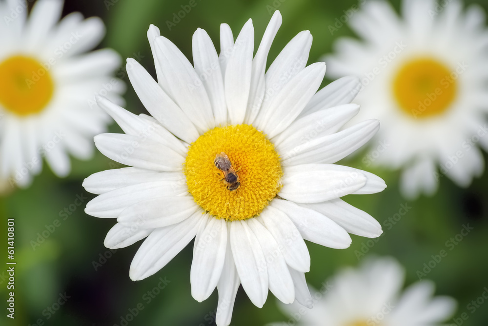 Bee on the chamomile flower on a background of green meadow Bee on the chamomile flower on a background of green meadow