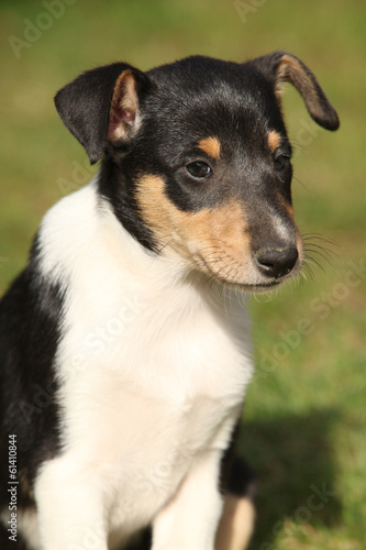 Adorable puppy of Collie Smooth in the garden