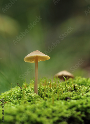 mushroom on moss macro