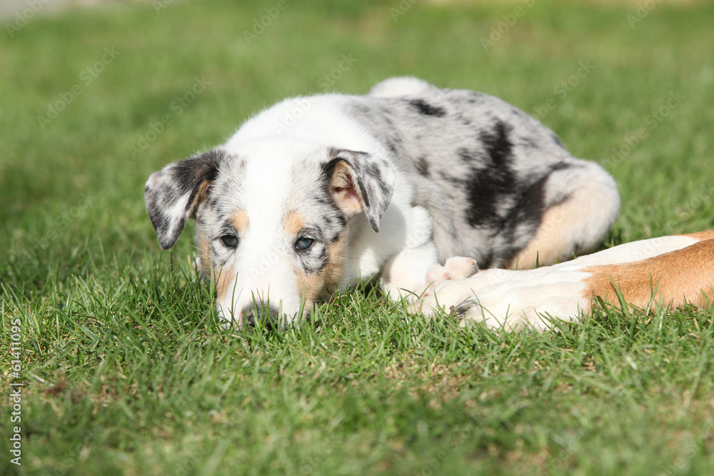 Adorable puppy of Collie Smooth in the garden Adorable puppy of Collie Smooth in the garden