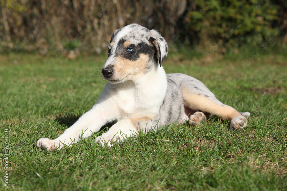 Adorable puppy of Collie Smooth in the garden Adorable puppy of Collie Smooth in the garden