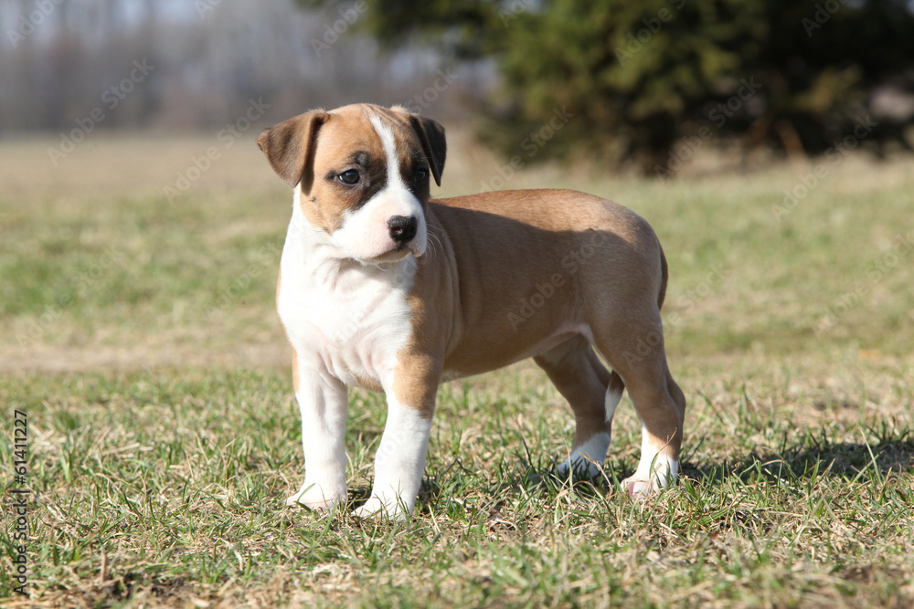 Gorgeous little puppy of American Staffordshire Terrier standing