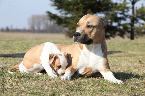 Amazing Stafford bitch with its puppy