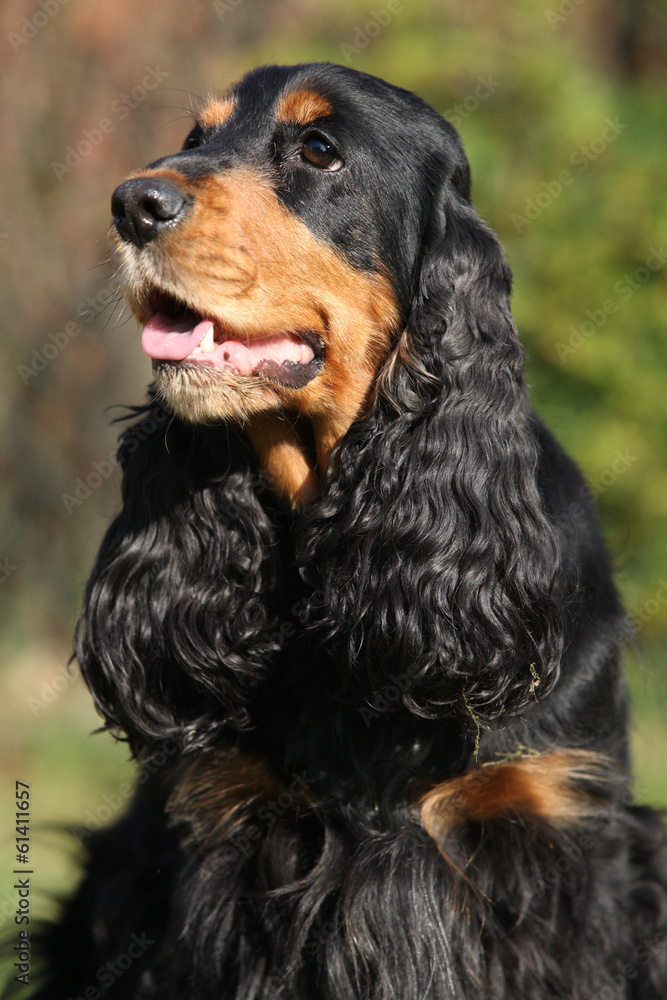 Beautiful English Cocker Spaniel in the garden Beautiful English Cocker Spaniel in the garden