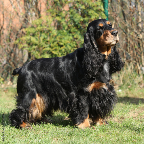 Beautiful English Cocker Spaniel in the garden