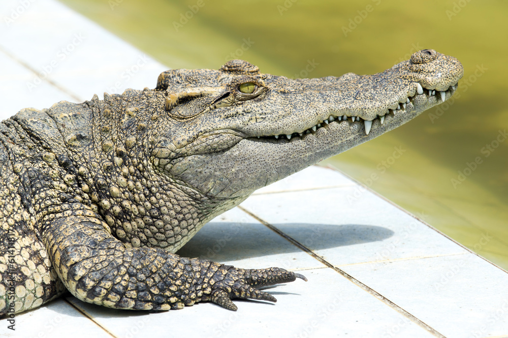 Fototapeta premium Alligator