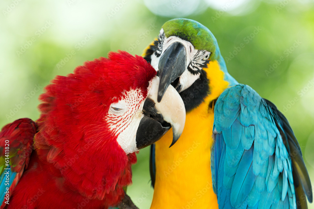Naklejka premium parrots