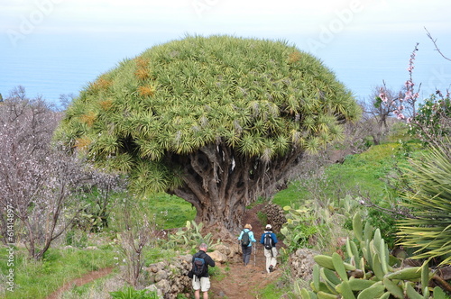 Drachenbaum auf der Insel La Palma / Kanaren photo