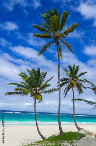 Tropical sandy beach with palm trees, Dominican Republic