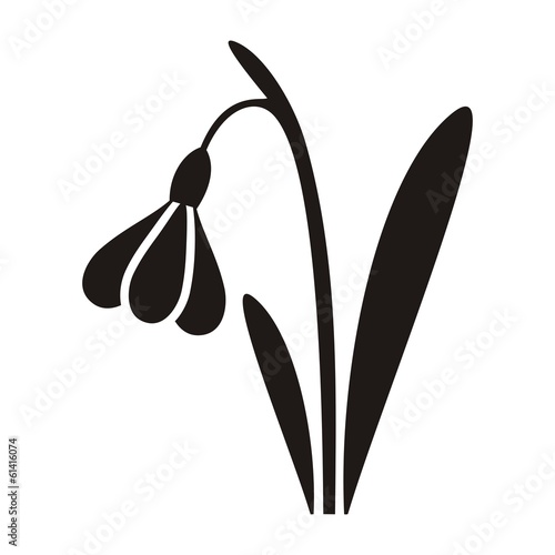 Snowdrop