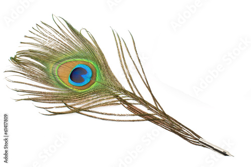 Peacock feather quill  isolated on white