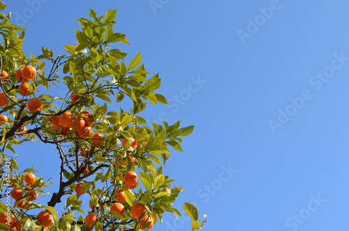 Oranges sur ciel bleu