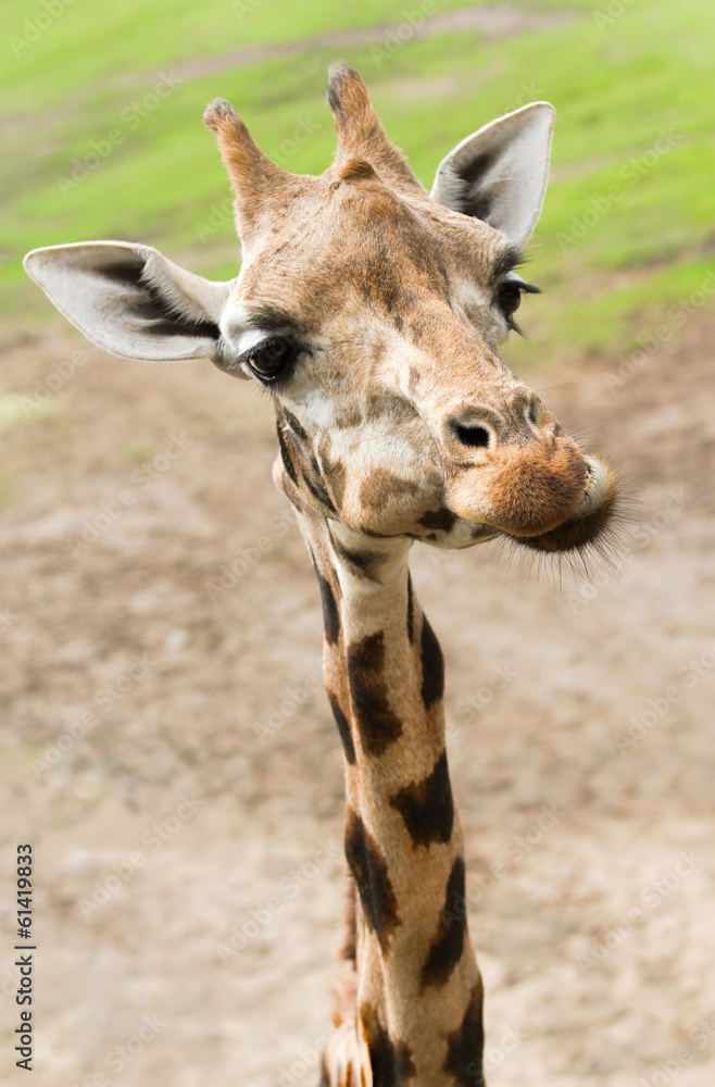 Obraz premium Funny giraffe in close view