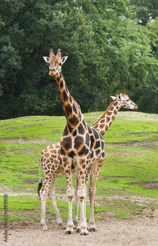 Two giraffes on field
