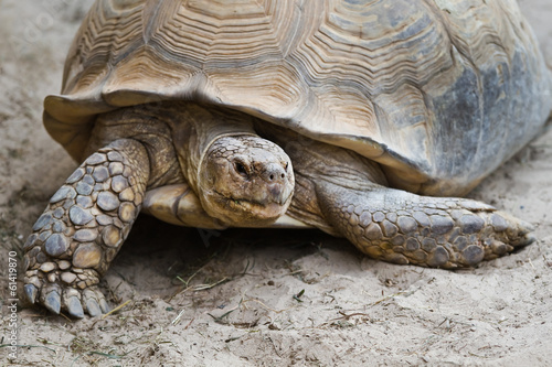 Big turtle in close view