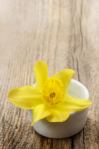 Single daffodil flower in white ceramic pot on wooden table
