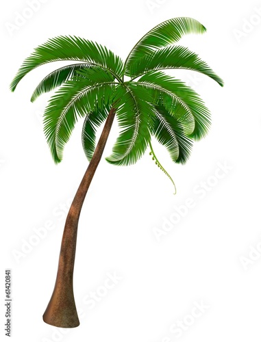 Palm tree. Vector.