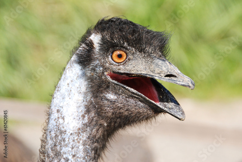 Kakegawa Bird Sanctuary photo