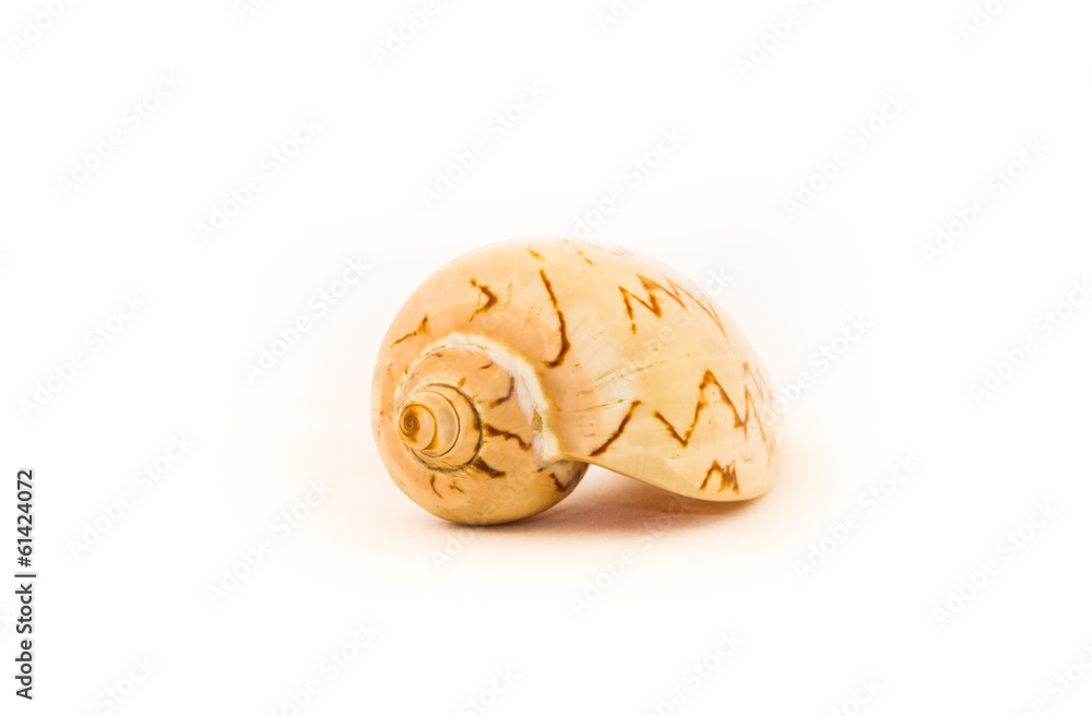 conch shell conch shell