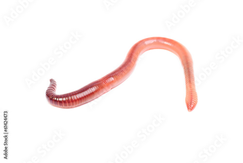 animal earth worm isolated on white background