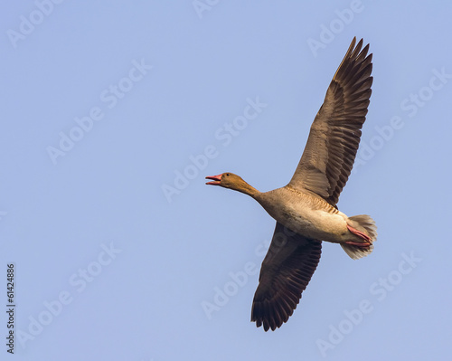 Greylag Goose (Anser Anser) photo