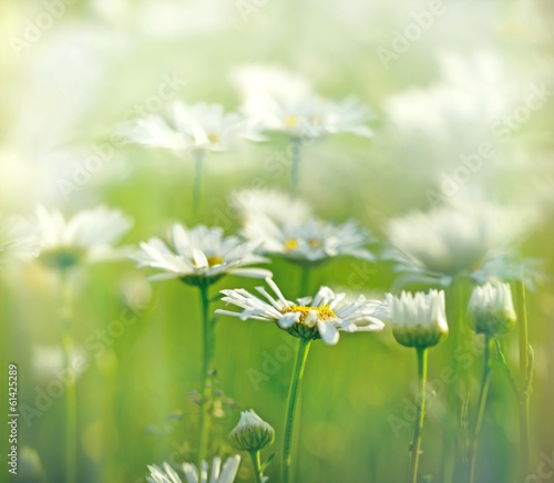 Spring daisy - Daisy in a meadow