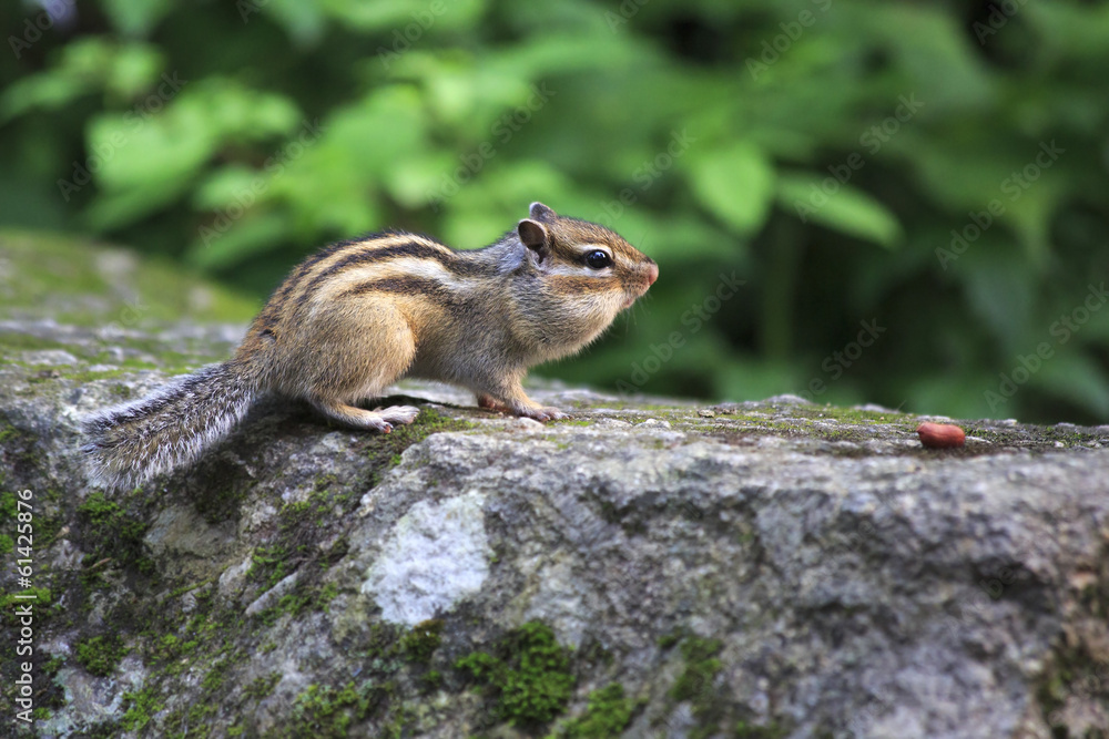 Wild chipmunk with full cheeks crawling for nuts. Wild chipmunk with full cheeks crawling for nuts.