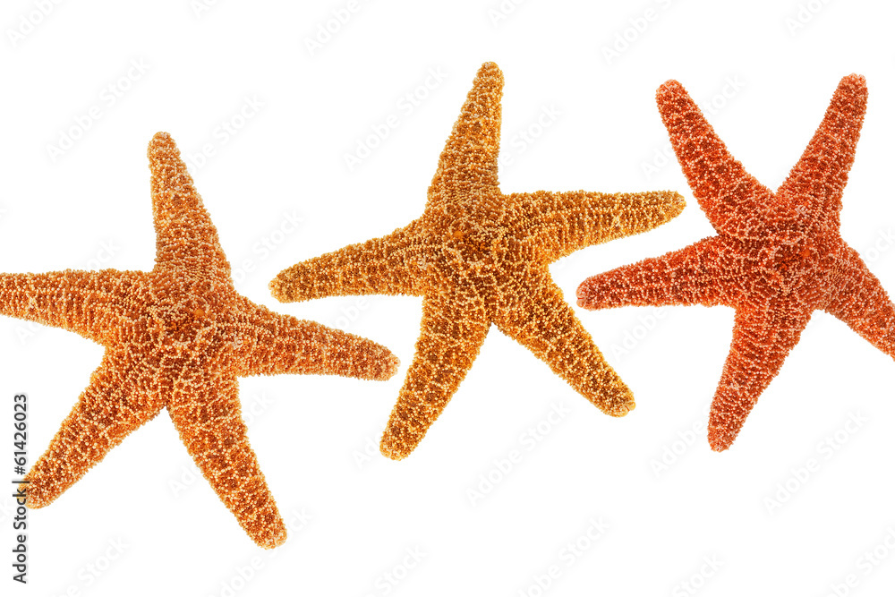 Starfish Starfish